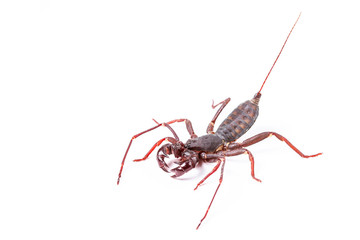 Whip Scorpion Isolated on White Background