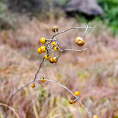 Decorations growing wild. 