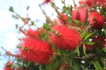 Close up view of red bottle brush flowers, blurred background of the bush with green leaves and blue sky