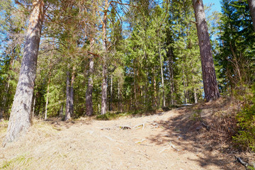 Pine forest in the beginning of spring under the snow. Winter landscape with trunk of pine trees in sunny day