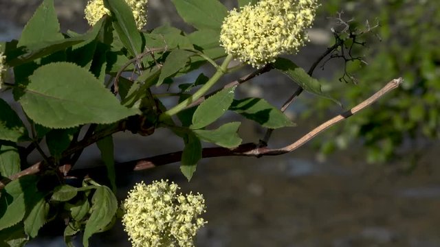 This batch contains several clips from the a sunny day in may in the scandinavian country of Norway. Sun in the trees. Flowers and trees are blooming. Waterfall and the seagulls play on the beach.