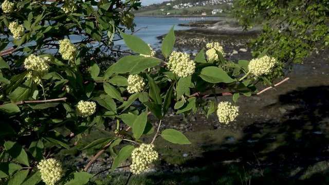 This batch contains several clips from the a sunny day in may in the scandinavian country of Norway. Sun in the trees. Flowers and trees are blooming. Waterfall and the seagulls play on the beach.