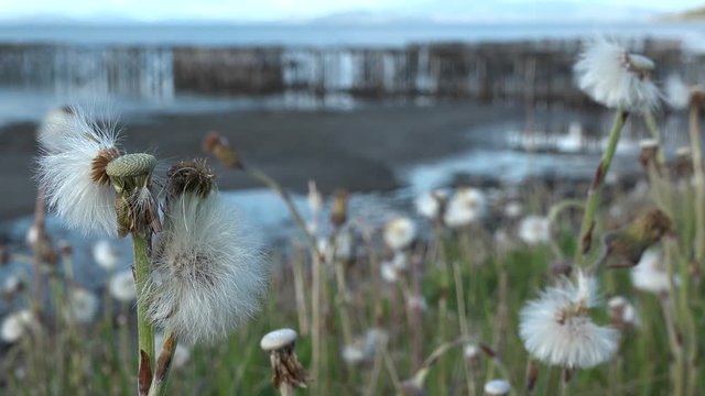 This batch contains several clips from the a sunny day in may in the scandinavian country of Norway. Sun in the trees. Flowers and trees are blooming. Waterfall and the seagulls play on the beach.