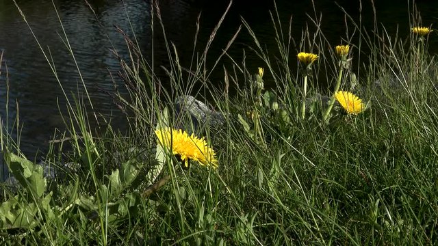 This batch contains several clips from the a sunny day in may in the scandinavian country of Norway. Sun in the trees. Flowers and trees are blooming. Waterfall and the seagulls play on the beach.