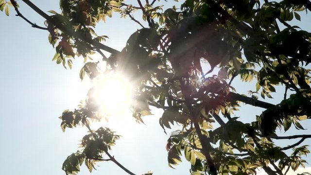 This batch contains several clips from the a sunny day in may in the scandinavian country of Norway. Sun in the trees. Flowers and trees are blooming. Waterfall and the seagulls play on the beach.