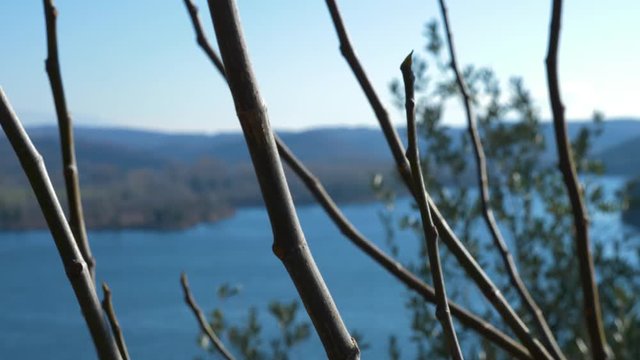Branches blown by wind on top of an italian lake