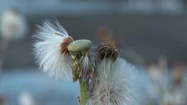 This batch contains several clips from the a sunny day in may in the scandinavian country of Norway. Sun in the trees. Flowers and trees are blooming. Waterfall and the seagulls play on the beach.