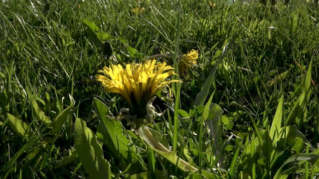 This batch contains several clips from the a sunny day in may in the scandinavian country of Norway. Sun in the trees. Flowers and trees are blooming. Waterfall and the seagulls play on the beach.