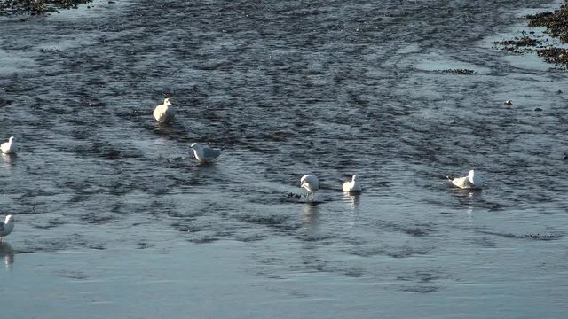 This batch contains several clips from the a sunny day in may in the scandinavian country of Norway. Sun in the trees. Flowers and trees are blooming. Waterfall and the seagulls play on the beach.