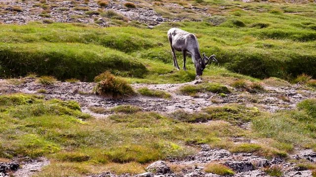 A herd of free roaming wild reindeer foraging and feeding on grass on the tundra of the Braeriach plateau in the Cairngorm Mountains in the Scottish Highlands in summer. Filmed in slow motion.