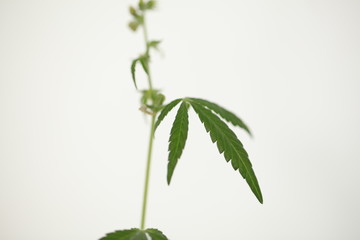 cannabis male flower