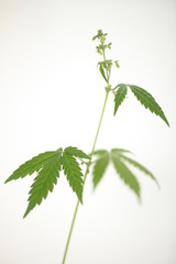 cannabis male flower