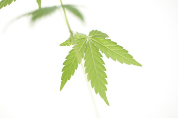 cannabis male flower