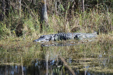 alligator in everglades