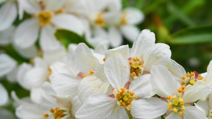 Choisya shrub with delicate small white flowers on green foliage background. Mexican Mock Orange evergreen shrub.