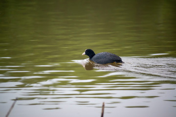 common coot float on pond and looking for food