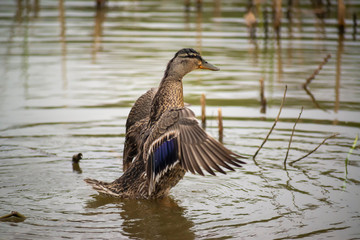 Wild duck on pond