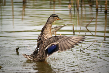 Wild duck on pond