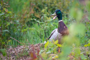 Wild duck come on bank to rest