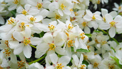 Choisya shrub with delicate small white flowers on green foliage background. Mexican Mock Orange evergreen shrub.