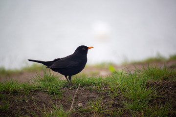 Common BlackBird loiking for some food.