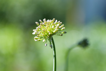 Closeup of onion flower.  A blooming onion. The trumpet of flowering onion batun.