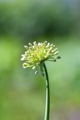 Closeup of onion flower.  A blooming onion. The trumpet of flowering onion batun. Vertical photo