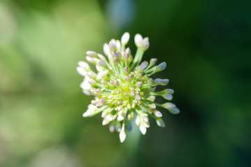  Top view of the blooming onion batun. A blooming onion batun. Macro photo of a blooming onion