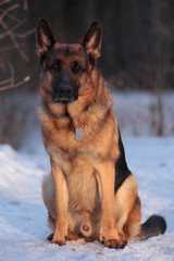 dog in the snow