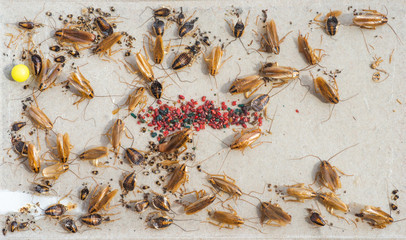 A lot of Cockroaches fell into the trap of the lure.
