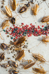 A lot of Cockroaches fell into the trap of the lure.