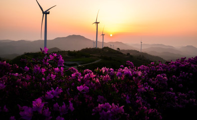 철쭉꽃이 피는 계절의 영암 서광목장 일출
