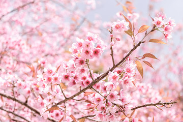 soft blur of pink flowers