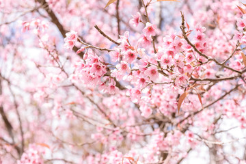 soft blur of pink flowers