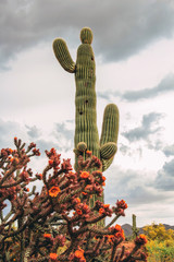 Blooming Cholla Cactus with a giant Saguaro Cactus in Scottsdale