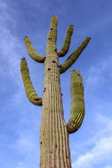 Giant Saguaro in the Scottsdale Desert