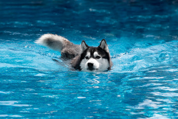 A mature Siberian husky male dog is swimming in a pool. He has black and white fur and blue eyes. The water has a blue color, with waves and splashes. It's a sunny summer day.