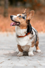 A beautiful mature Welsh Corgi Cardigan female dog is staying on a gray tile at park. She has brown, white and black fur and blue eyes. She is looking up. A background is brown.