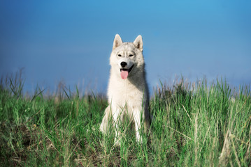 A beautiful young Siberian husky male dog is sitting on the grass. He has grey and white fur and brown eyes. Grass has a green color. It's sunset time; the sky behind him has a blue color.