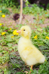 Little duckling on the green grass. Farm birds, cubs.