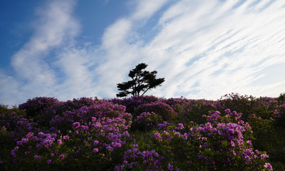 철쭉꽃이 활짝핀 황매산