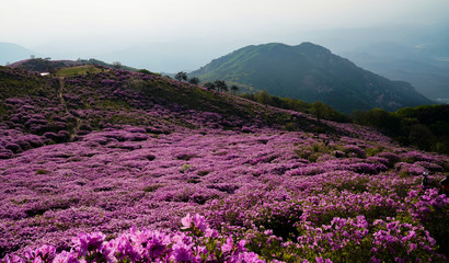 철쭉꽃이 활짝핀 황매산