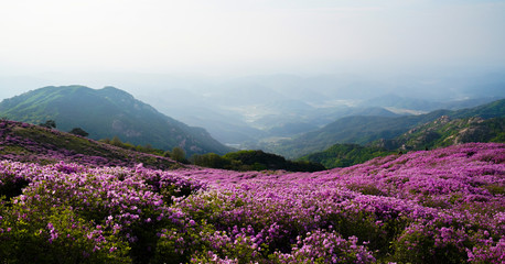 철쭉꽃이 활짝핀 황매산