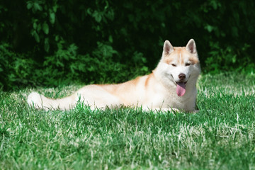 Naklejka na ściany i meble A young Siberian husky male dog is lying down on green grass. He has pale and white fur and brown eyes. There is a green ivy on the background. Grass is a bit dried.