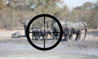 Hunting: African elephant in it's natural habitat