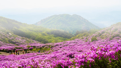 철쭉꽃이 활짝핀 황매산