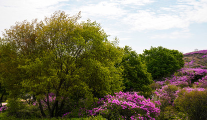 철쭉꽃이 활짝핀 황매산