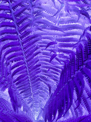 Colorful neon futuristic purple fern leaves texture.