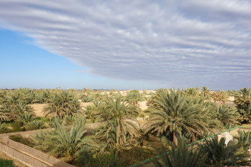 Fototapeta na wymiar View on a palm tree park in Rissani, Morocco