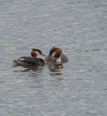 close up couple of great crested grebe feeding their young with fish Podiceps cristatus family on clear blue lake